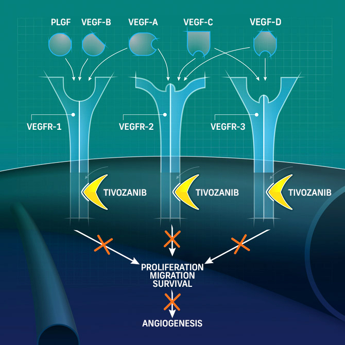 Diagram showing Tivozanib blocking VEGFR-1, VEGFR-2, and VEGFR-3 to inhibit VEGF signaling, limiting cell growth, survival, and angiogenesis.